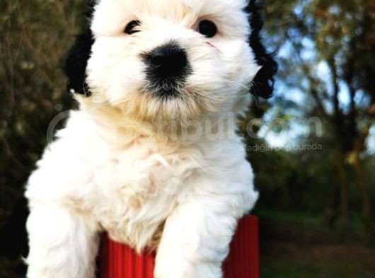 Irk Garantili Morkie Bebeğim görsel