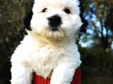 Irk Garantili Morkie Bebeğim