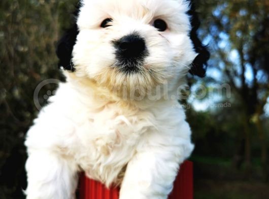 Irk Garantili Morkie Bebeğim