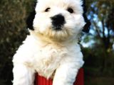 Irk Garantili Morkie Bebeğim