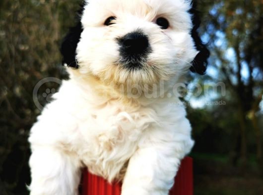 Irk Garantili Morkie Bebeğim görsel