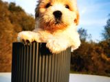Maltipoo Bebeğim