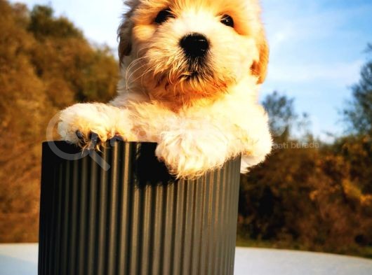 Maltipoo Bebeğim görsel