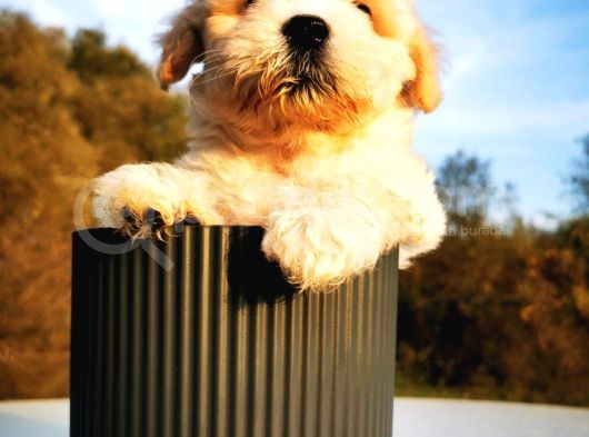 Maltipoo Bebeğim görsel