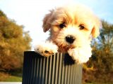 Maltipoo Bebeğim