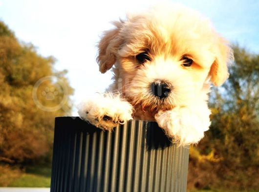 Maltipoo Bebeğim