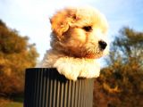 Maltipoo Bebeğim