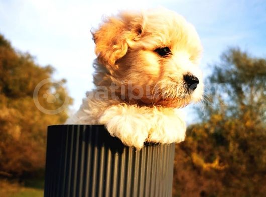 Maltipoo Bebeğim görsel