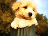 Maltipoo Bebeğim