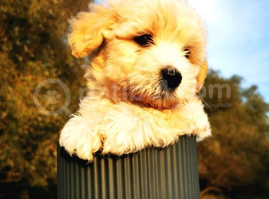 Maltipoo Bebeğim görsel