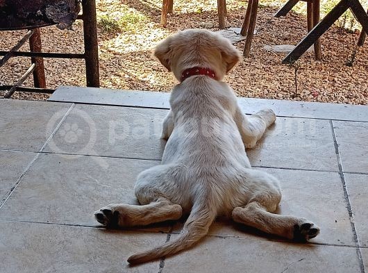 Golden Köpek Yavrusu görsel