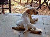 Golden Köpek Yavrusu