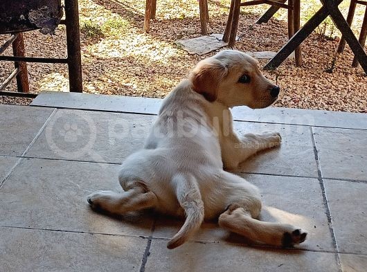 Golden Köpek Yavrusu görsel