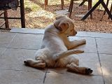 Golden Köpek Yavrusu