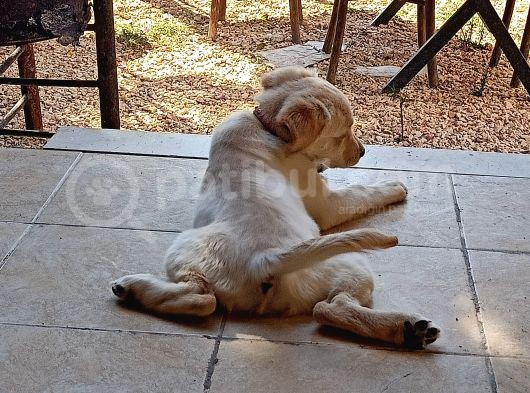 Golden Köpek Yavrusu görsel
