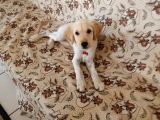 Golden Köpek Yavrusu