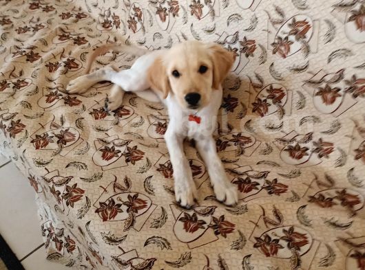 Golden Köpek Yavrusu görsel