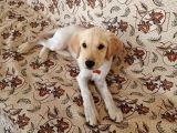 Golden Köpek Yavrusu