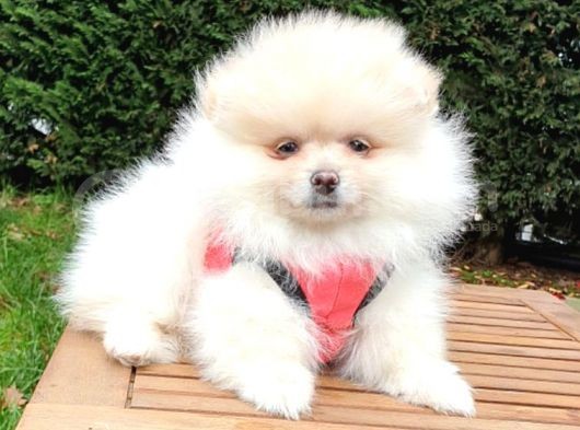 Pomeranian Boo Teddy Bear Yavrular görsel