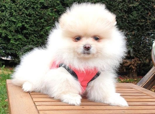 Pomeranian Boo Teddy Bear Yavrular görsel