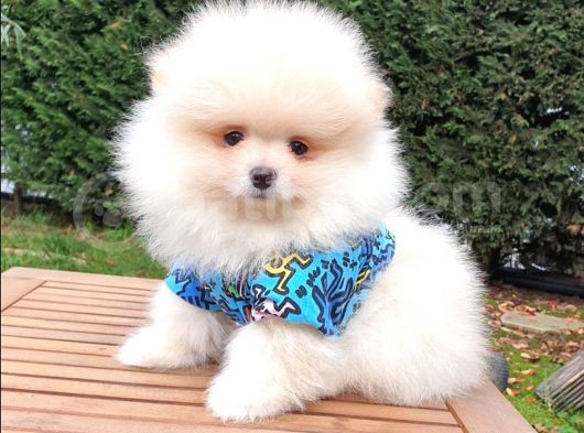 Orjinal Pomeranian Boo Yavrularımız görsel