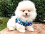 Orjinal Pomeranian Boo Yavrularımız