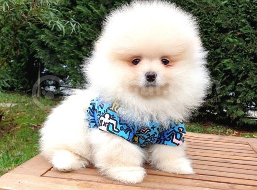 Orjinal Pomeranian Boo Yavrularımız görsel