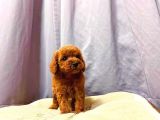 Irk Ve Sağlık Garantili Red Toy Poodle Yavruları