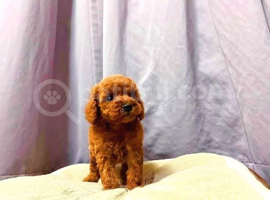 Irk Ve Sağlık Garantili Red Toy Poodle Yavruları görsel