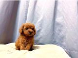 Irk Ve Sağlık Garantili Red Toy Poodle Yavruları