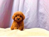 Irk Ve Sağlık Garantili Red Toy Poodle Yavruları