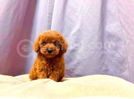 Irk Ve Sağlık Garantili Red Toy Poodle Yavruları