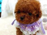 Çocuklarla Uyumlu Red Brown Toy Poodle Yavrularimiz