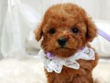 Çocuklarla Uyumlu Red Brown Toy Poodle Yavrularimiz