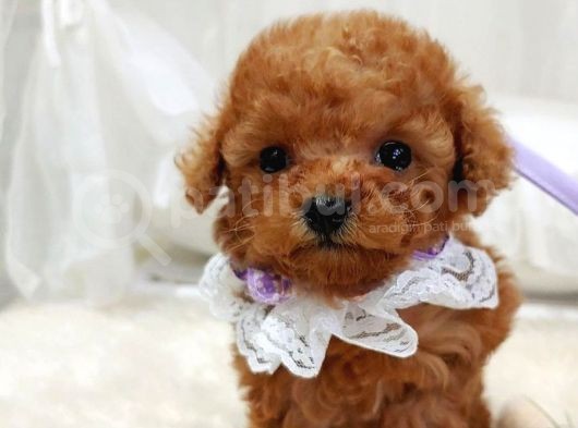 Çocuklarla Uyumlu Red Brown Toy Poodle Yavrularimiz görsel