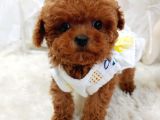 Çocuklarla Uyumlu Red Brown Toy Poodle Yavrularimiz