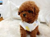 Çocuklarla Uyumlu Red Brown Toy Poodle Yavrularimiz