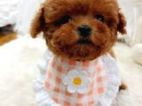 Çocuklarla Uyumlu Red Brown Toy Poodle Yavrularimiz