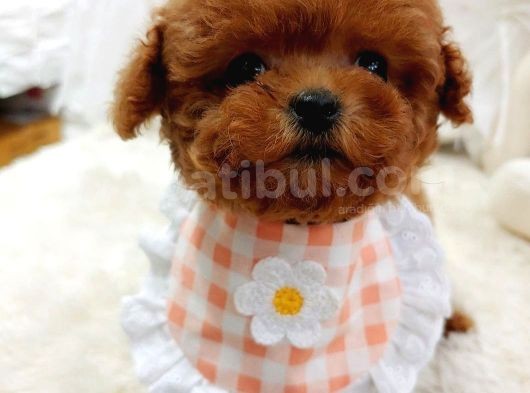 Çocuklarla Uyumlu Red Brown Toy Poodle Yavrularimiz