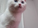 4 Aylık British Kedi