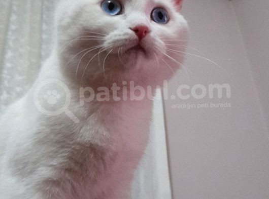 4 Aylık British Kedi görsel