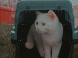 4 Aylık British Kedi