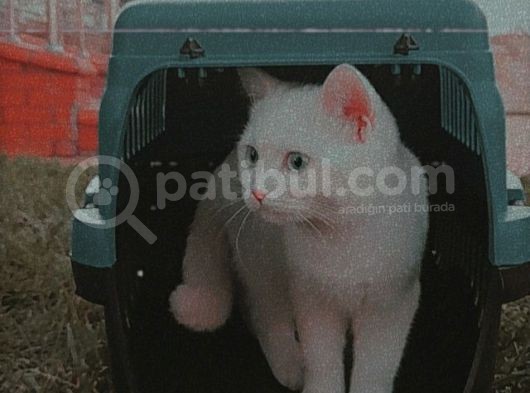 4 Aylık British Kedi