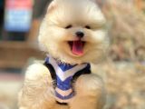 Ayıcık Surat Boo Pomeranian Yavrular