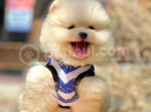 Ayıcık Surat Boo Pomeranian Yavrular görsel