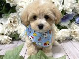 Maltipoo Mix Irk Garantili Yavrular