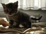 Tabby British Shorthair 