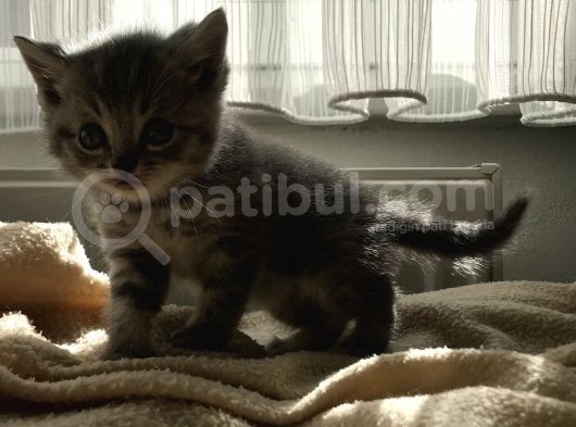 Tabby British Shorthair  görsel