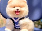 Ayıcık Surat Boo Pomeranian Yavrular