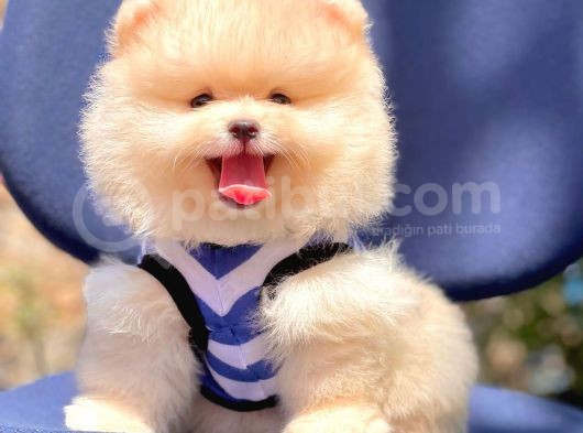 Ayıcık Surat Boo Pomeranian Yavrular görsel